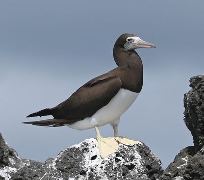 Adult Brown Booby