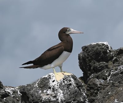 Adult Brown Booby