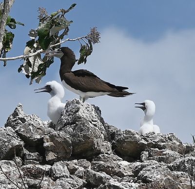 Adult and juvenile Brown Boobies