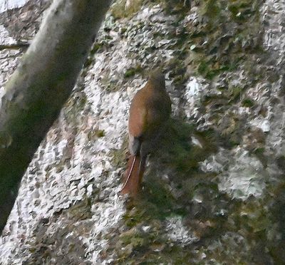 Wedge-billed Woodcreeper
Back at Drake Bay Wilderness Lodge, we went for a late-day walk on which we saw 3 species of woodcreepers, starting with this one.