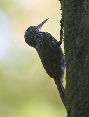 The Black-striped Woodcreeper was the most cooperative.
