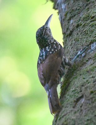 Black-striped Woodcreeper