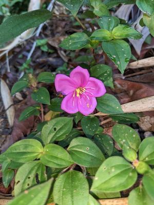 TRIP DAY 5 (Fri, 3/31):
At Drake Bay Wilderness Resort
Spanish Shawl
(Heterotis rotundifolia)