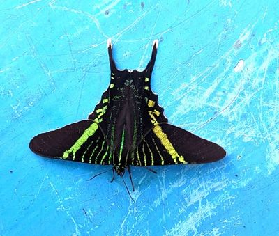 Urania Swallowtail Moth, on our boat
(Urania fulgens)
