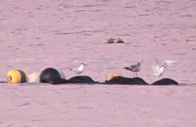 At the end of the day, we had some debate about what gulls and terns were sitting on buoys in the bay.