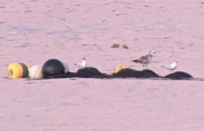 Terns and a gull, on buoys in the middle of Drake Bay.