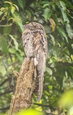 Common Potoo
Photo taken through his spotting scope by our guide, Erick Guzmán, using my Pixel 4a phone