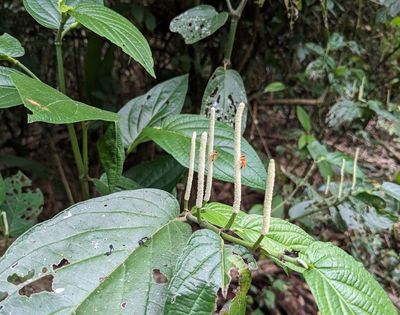 Pepper Plant
(Genus Piper)