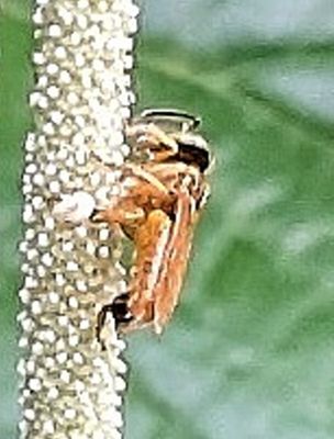 TRIP DAY 4 (Thu, 3/30):
Narrow Stingless Bee, on pepper plant 'flower' (see pepper plant in Flora gallery)
(Tetragonisca angustula)
From Drake Bay Wilderness Resort, we took a boat to Parque National Corcovado