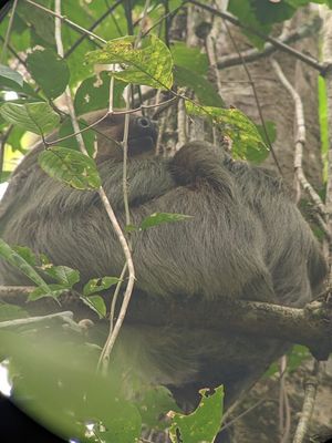 Hoffmann's Two-toed Sloth 
(Choloepus hoffmanni)