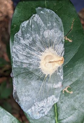 Monkey's Comb
(Amphilophium crucigerum)