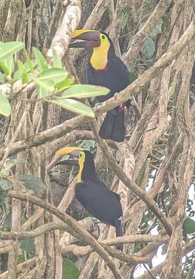 Yellow-throated Toucans
At the visitor center in the middle of the park, a guide from another group took photos through her scope for me. The two birds had been grooming each other.