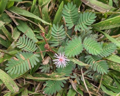 Sensitive Plant
(Mimosa pudica)