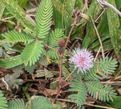 Sensitive Plant
(Mimosa pudica)