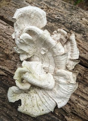 Trametes menziesii