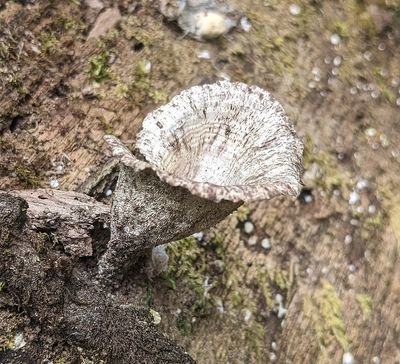 Close-up of Trametes menziesii fungus