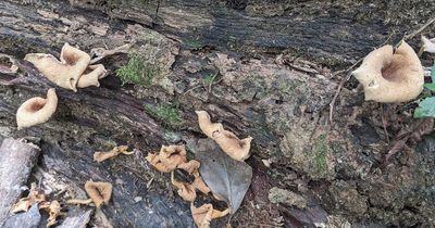 Fringed Sawgill
(Lentinus crinitus)
