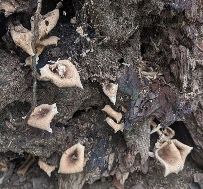 Fringed Sawgill
(Lentinus crinitus)