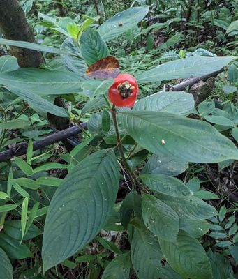 Sore-mouth Bush
(Palicourea tomentosa)