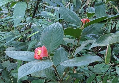 Sore-mouth Bush
(Palicourea tomentosa)
