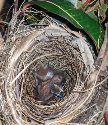 While the adults were away, I got this photo of Scarlet-rumped Tanager nestlings in the nest near our room.