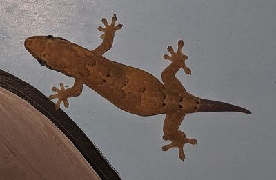 Mourning Gecko, growing a new tail
(Lepidodactylus lugubris)