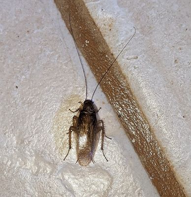 Wood Cockroaches 
(Family Ectobiidae)