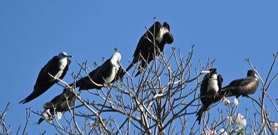 Magnificent Frigatebirds, roosting atop trees on the bird island