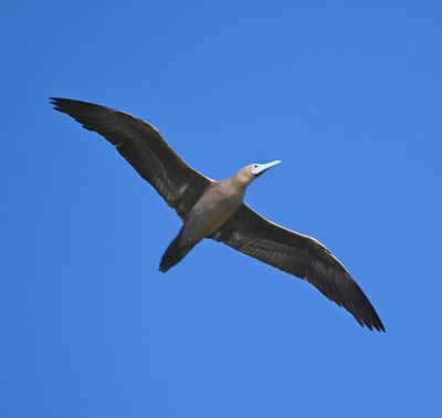 Red-footed Booby, in flight