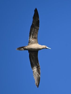 Red-footed Booby doesn't have those feet visible in flight.