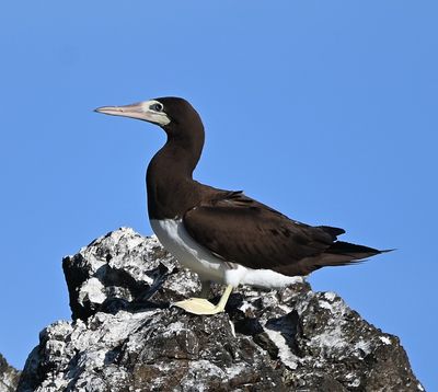 Adult female Pacific Brown Booby