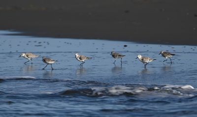 Sanderlings, along the shore at the mouth of Rio Sierpe