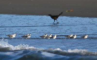 Great-tailed Grackle, photo-bombing the sanderlings