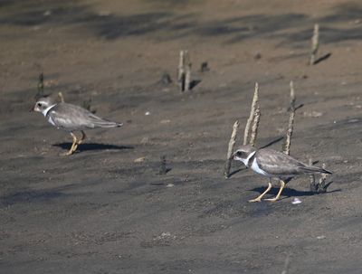 More plovers