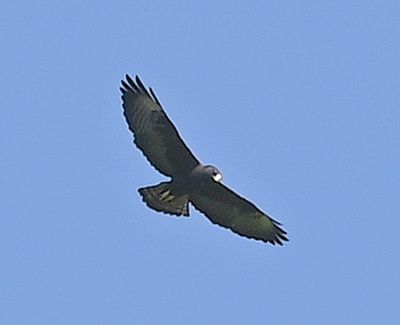 Several hawks were circling together, very high, but I only managed to get a couple of poor shots of the Short-tailed Hawk.
