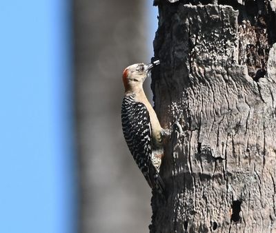 Red-crowned Woodpecker