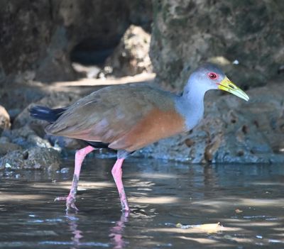 Gray-cowled Wood-Rail