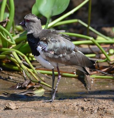 Southern Lapwing