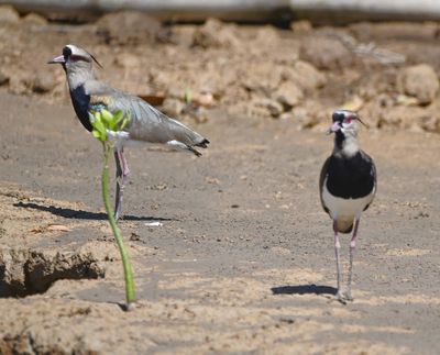 Southern Lapwings