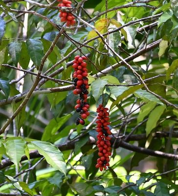 Red clusters of berries we saw on our river boat ride that iNaturalist was not sure about