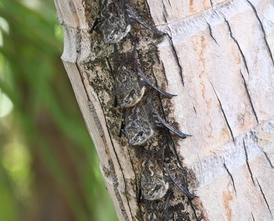 Proboscis Bats, in a row on a palm tree at the edge of the river