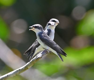 Mangrove Swallows
