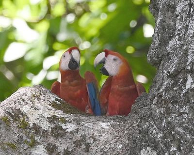 A pair of Scarlet Macaws