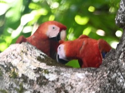 Scarlet Macaws, grooming each other