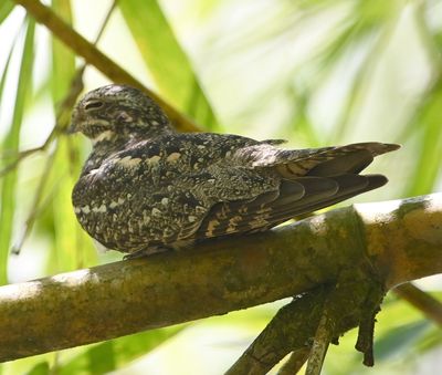 Lesser Nighthawk, on a mangrove limb over the river