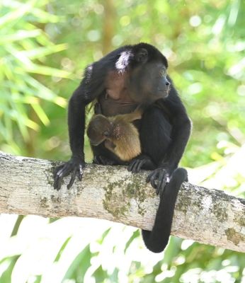 Adult Mantled Howler Monkey and infant