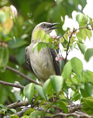 Tropical Mockingbird, in the trees at the park we visited in Sierpe 