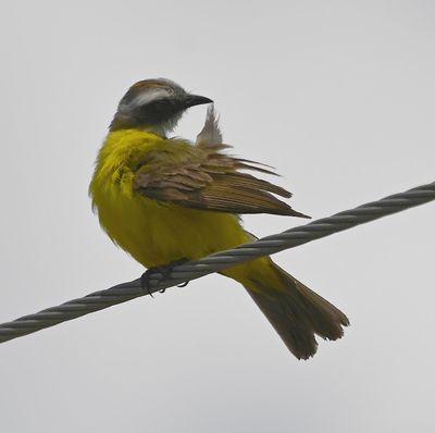 Social Flycatcher, back at Drake Bay Wilderness Resort