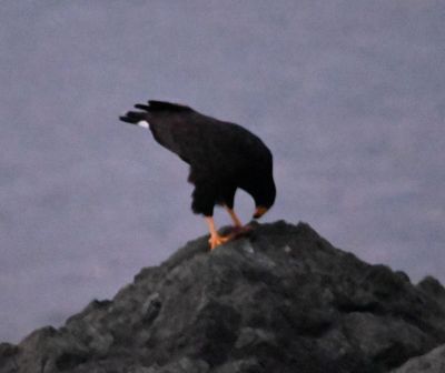 Too-late-in-the-day-for-photos shot of a Common Black Hawk with prey, on the shoreline rocks at the resort, as we were heading for dinner