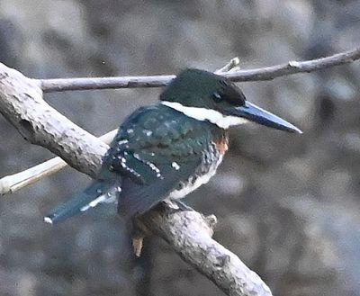 Green Kingfisher, on the Sierpe River